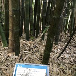 Bamboo Plants And Poles
