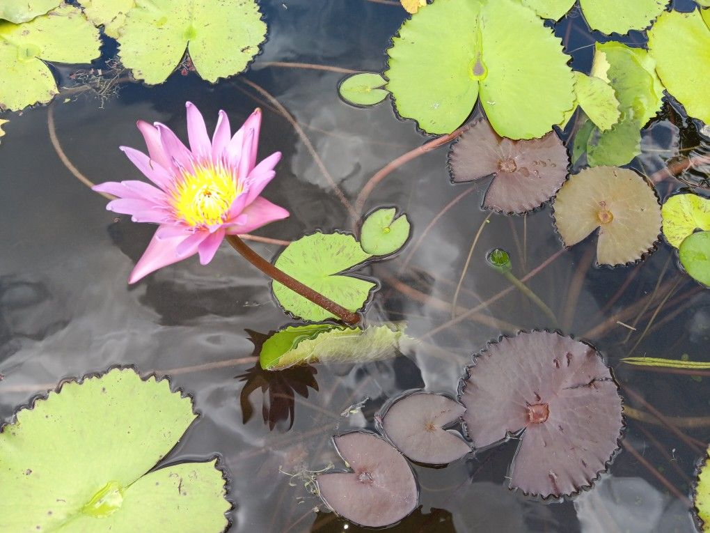 Water Lilies For Pond Or Fish Tanks
