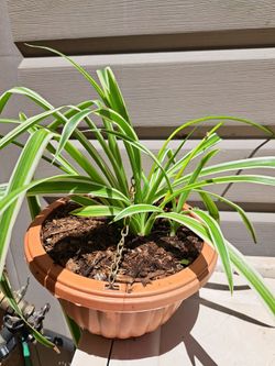 Spider 🕷 Plant