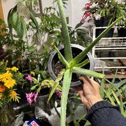 California Aloe vera plant  Planta de Sábila de California