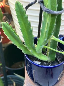 Starfish plant