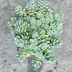 Sedum clavatum in 10” pot