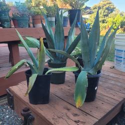 Blue Agaves 
