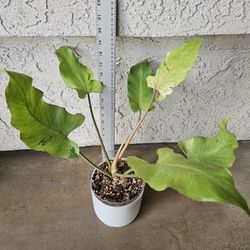 Philodendron Snowdrift Plant