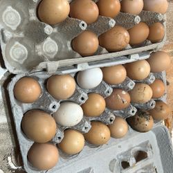 Backyard Fresh Fertile Eggs From Happy Chickens 