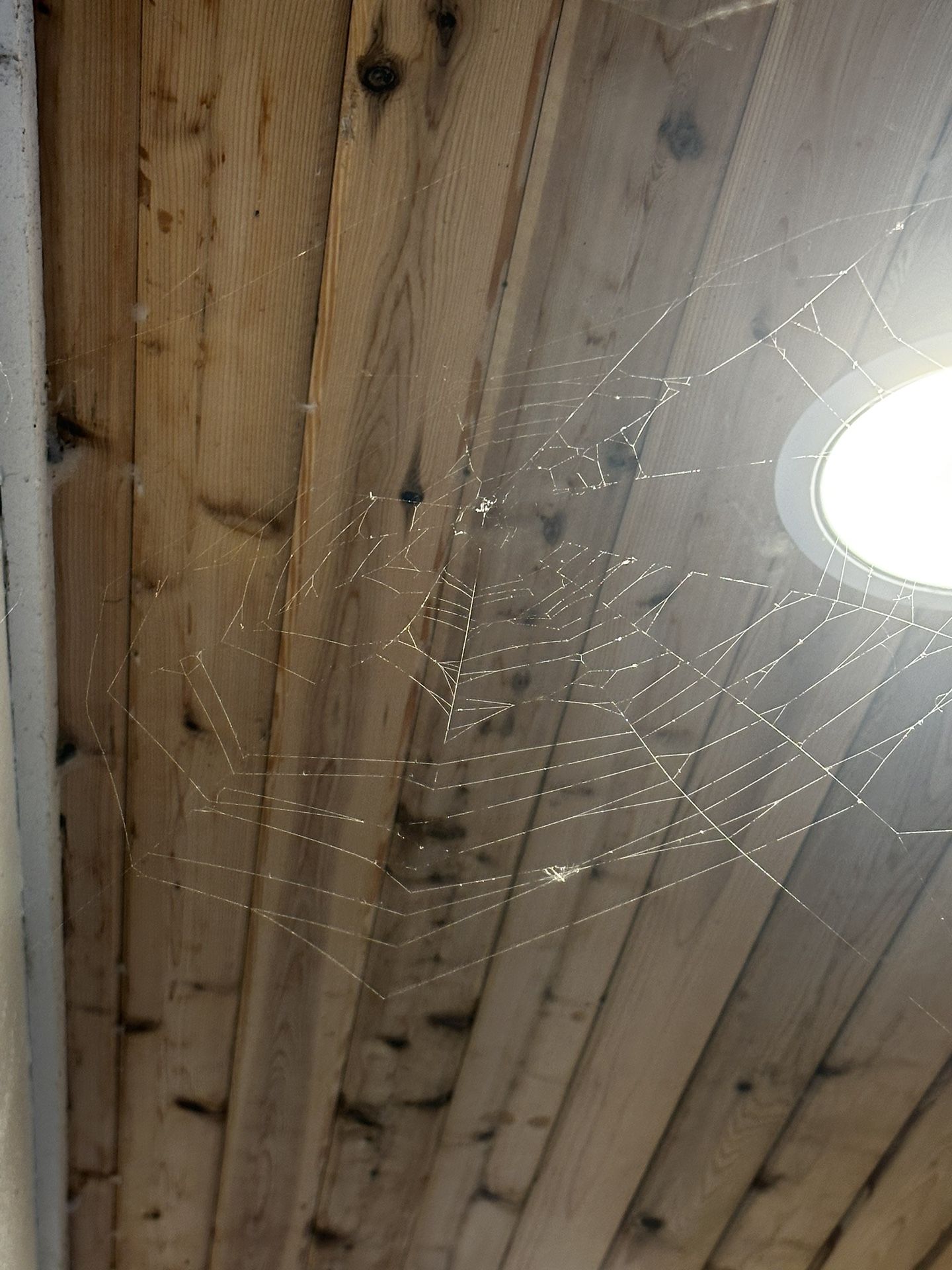 Free Halloween Decorations for Sale in Auburn, WA OfferUp