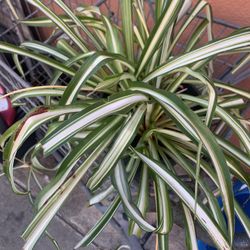 Spider Plants 