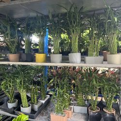 Lucky Bamboo In Clay Pot. SPECIAL PRICE 🤩