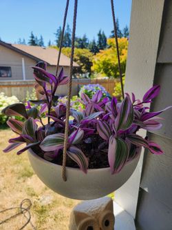 Tradescantia Plant