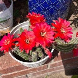 Red cactus succulent plant peanut