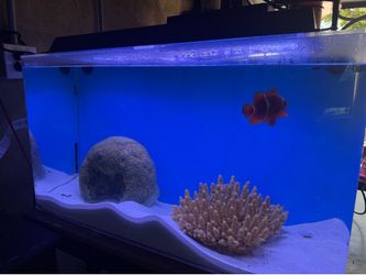Fish tank
