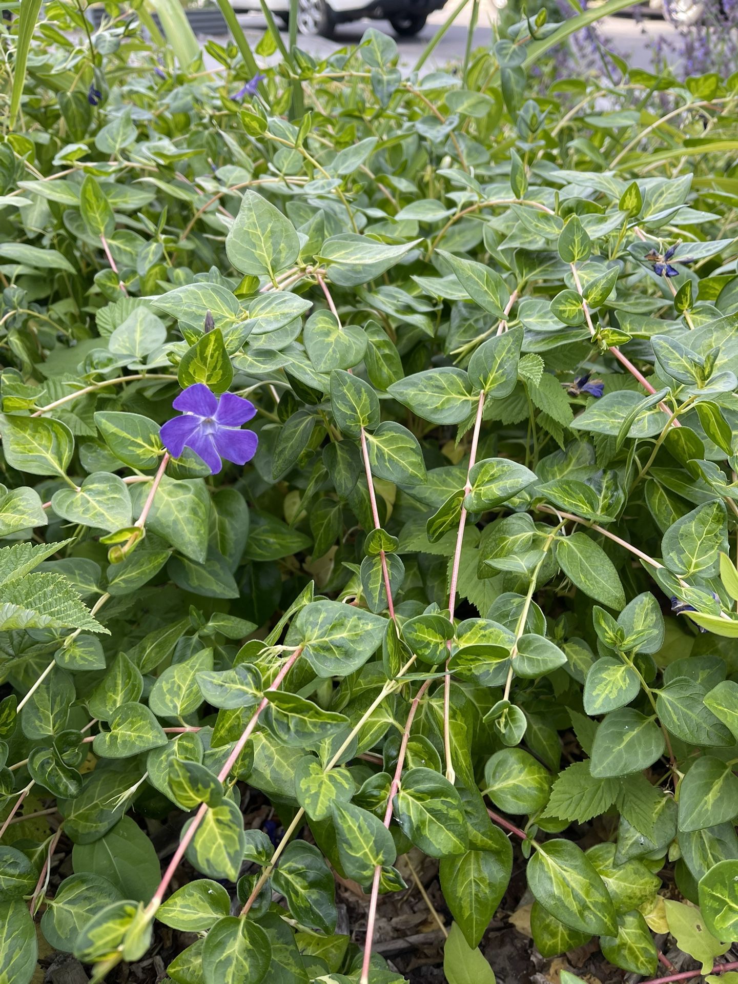 Vinca