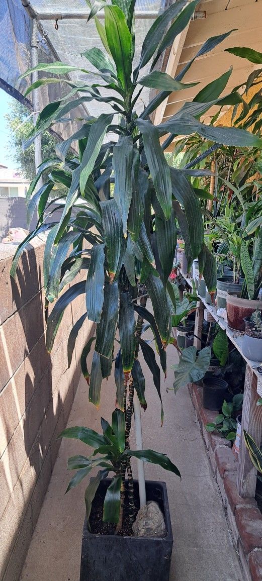 Dracaena Plant  (Plástic Pot)