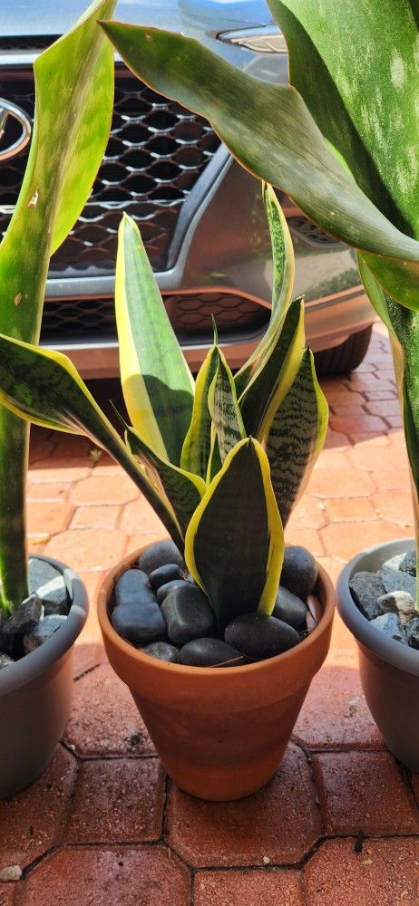 Yellow Edge Sanseveria Plant In Ceramic Pot. $25