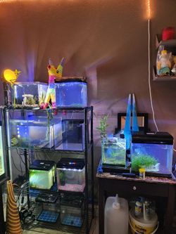 Shrimp tank
