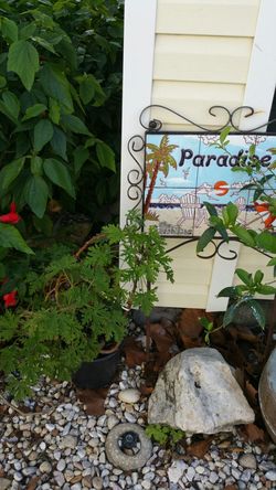 Citronella plant in pot