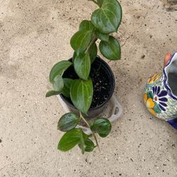 Hoya Merillii House Plant Pick Up Only