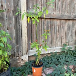 Thai Chili Plant 🪴 