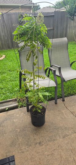Curry Leaf live plant