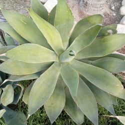 5 Giant AGAVE/FOXTAIL PLANTS