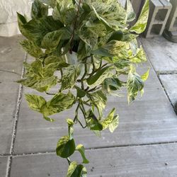 6” Long Snow Queen Pothos