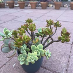 Homegrown Beautiful Mixed Succulents In Ceramic Pot