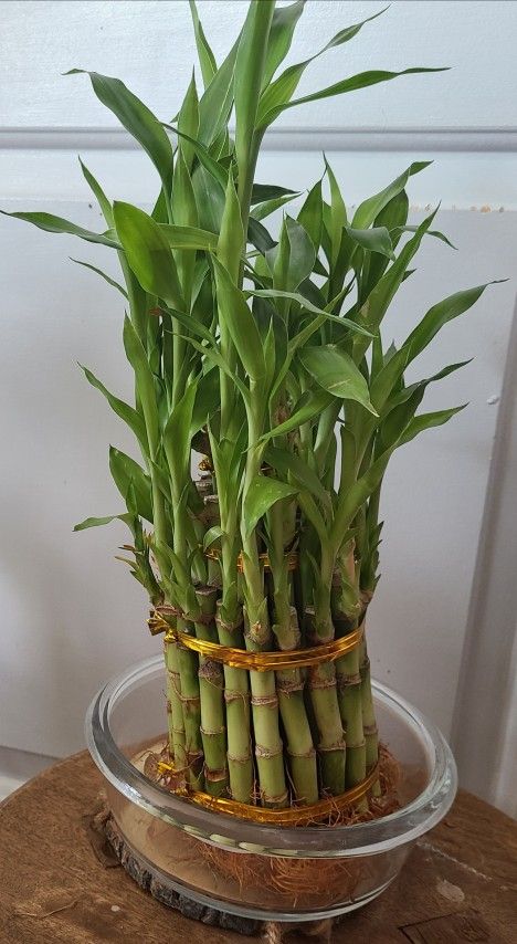 3 Tier Lucky Bamboo Plant 
