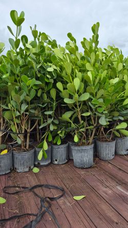 Clusias Plants about 4 feet Tall. Instant privacy