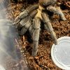 Aphonopelma Danny