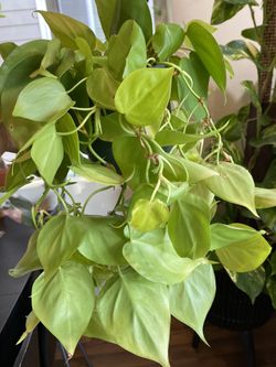 Philodendron Lemon Lime