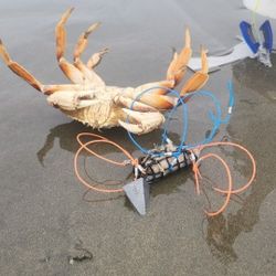 Crab Snare And Setup For Crabbing 