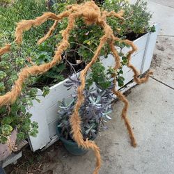 Spider Halloween