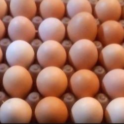 Fresh Organic Eggs