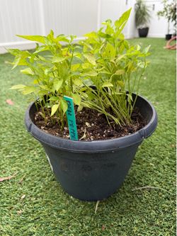Free Bell Pepper Seedlings