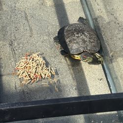 Fish tank and what’s inside