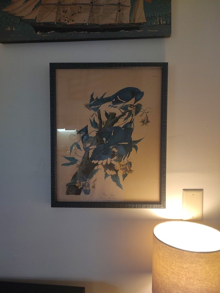 Bluejay Lithograph Framed