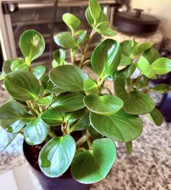 🌿Super Hardy Peperomia Rubber Plant 6” Pot🌿