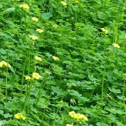 Oxalis, (Oxalis pes-caprae), $1.50 for 9 Oz cup.