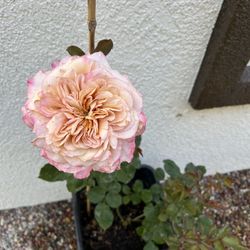 Miyabi Cha garden rose Plant 