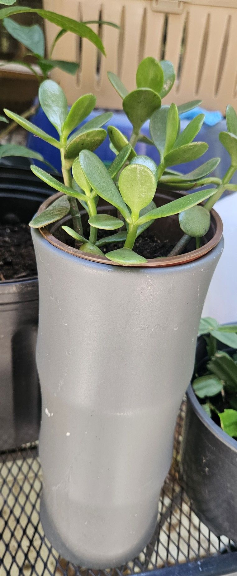 Jade Plant With Ceramic Pot