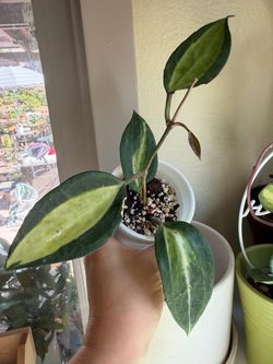Hoya Latifolia Pot of Gold