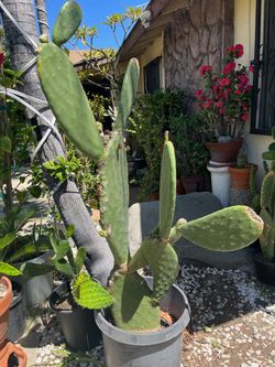 Nopal