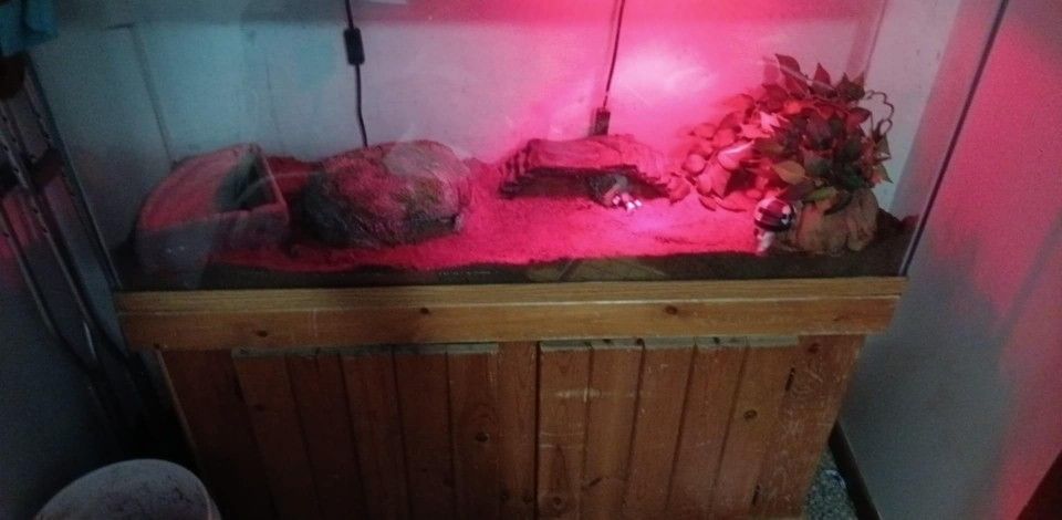 Snake And Reptile Tank