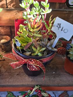 Cute low priced holiday arrangements and stand alone succulents at lower than retail prices 