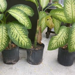 Real Plants for sale