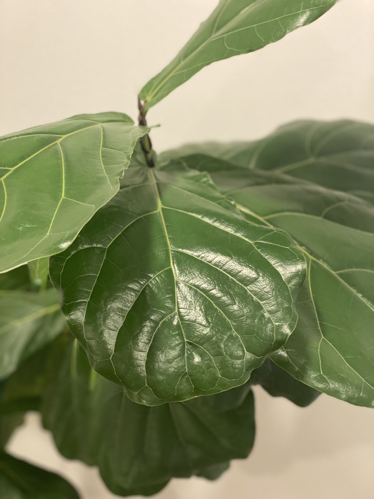 Fiddle Leaf Fig Plant in Decorative Pot – $125 OBO