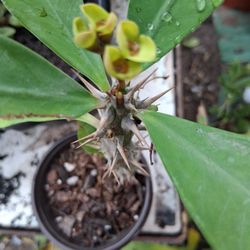 Yellow Flower Cristo Plant