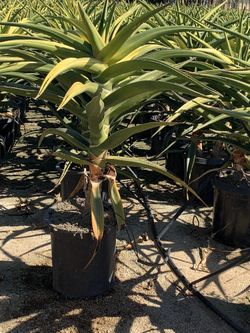 Agave plant