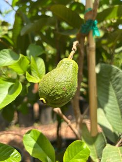 Guava trees