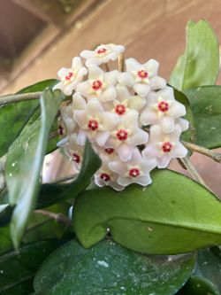 Planta Hoya carnosa